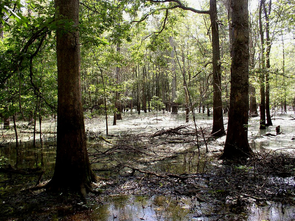 Wetland (Palustrine) Communities Kentucky Energy and Environment